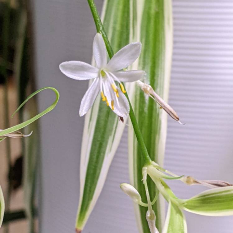 Plant image Chlorophytum laxum 'Zebra Grass'