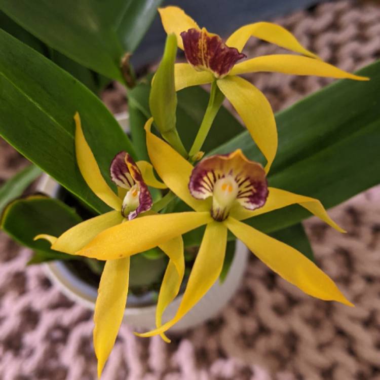 Plant image Prosthechea Cochleata