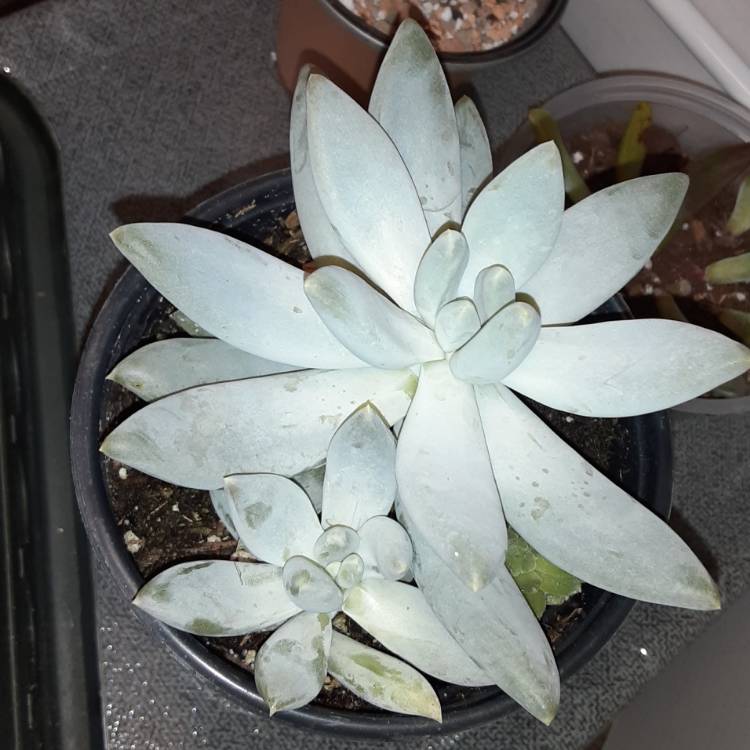 Plant image Pachyphytum Moon Silver