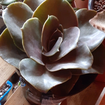 Plant image Echeveria Fireglow