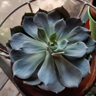 Echeveria Blue Heron