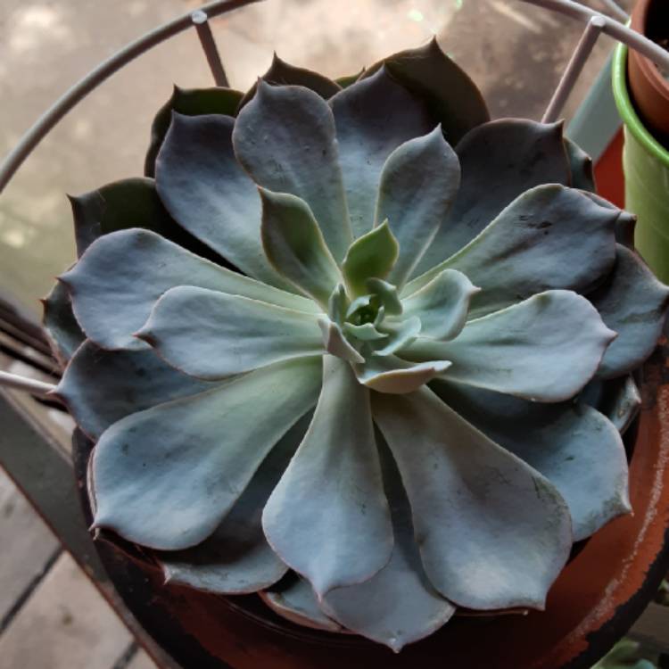 Plant image Echeveria Blue Heron