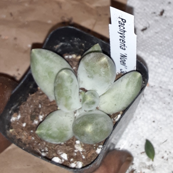 Plant image x Pachyveria Royal Flush