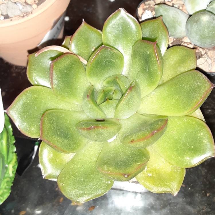 Plant image Echeveria Silhouette