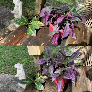 Strobilanthes dyeriana 'Persian Shield'