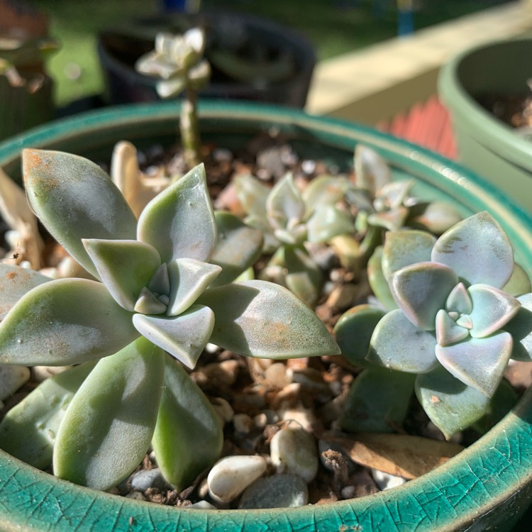 Plant image Graptopetalum Paraguayense subsp. Bernalense