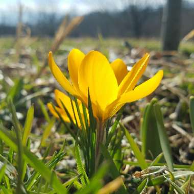 Crocus (Spring)