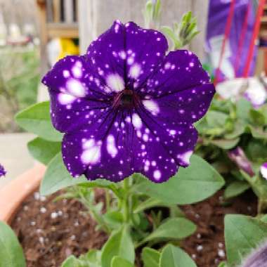 Petunia 'Night Sky'