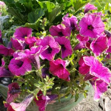 Petunia 'Supertunia Picasso In Purple'