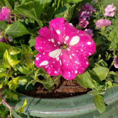 Petunia 'Pink Sky'