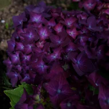 Lacecap Hydrangea 'Deep Purple'