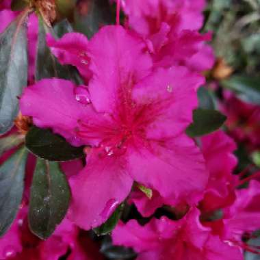 Japanese Azalea 'Girard's Fuchsia'