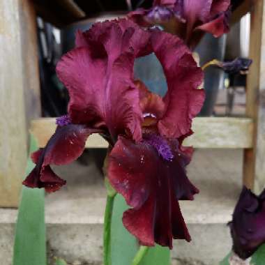 Bearded Iris 'Redneck Girl' (Tall)