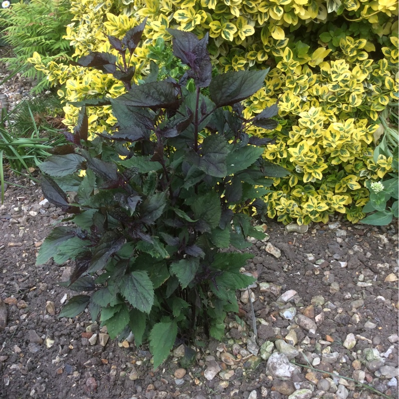 Plant image Eupatorium maculatum 'Atropurpureum'