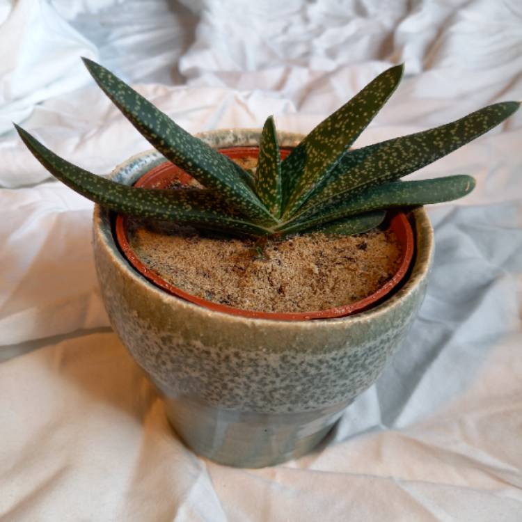 Plant image Gasteria batesiana var. batesiana