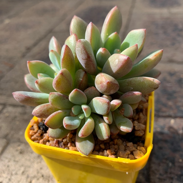 Plant image xGraptoveria Purple Dreams