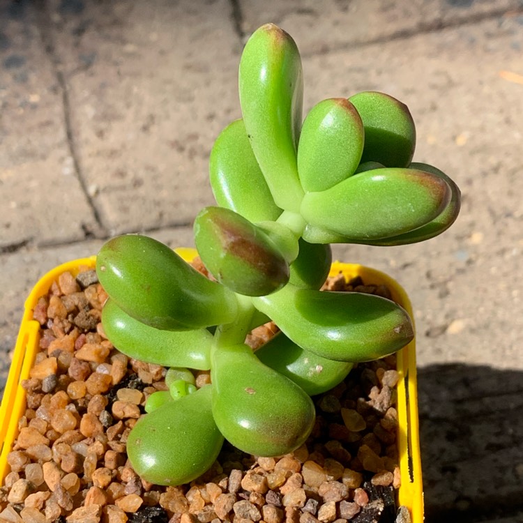 Plant image Sedum Lucidum