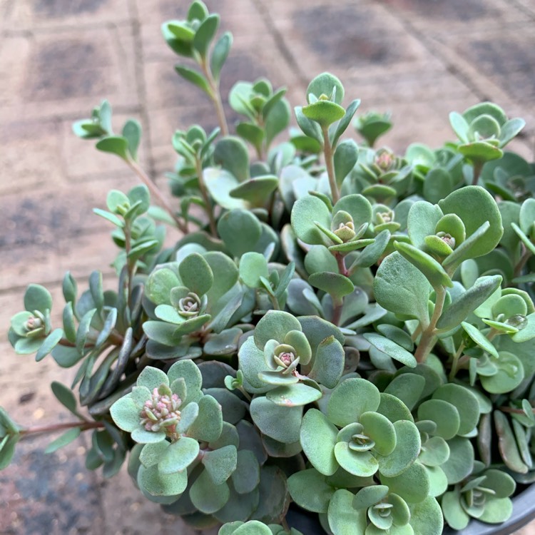 Plant image Sedum 'Sunsparkler Blue Elf'