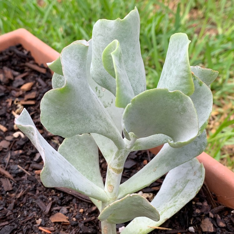 Plant image Cotyledon orbiculata 'Blue Waves'