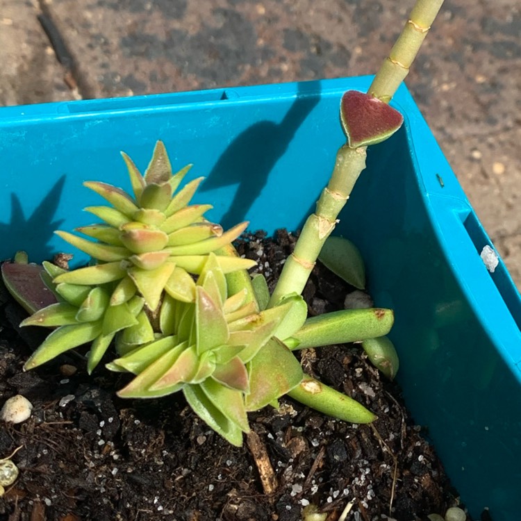 Plant image Crassula Alpestris subsp. Alpestris