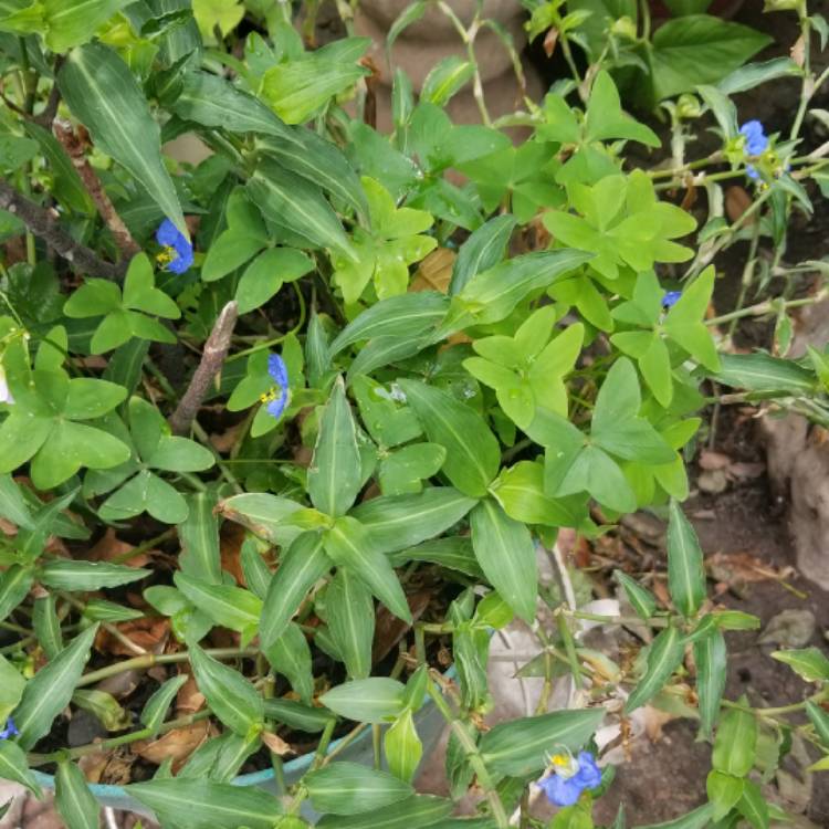 Plant image Commelina Communis