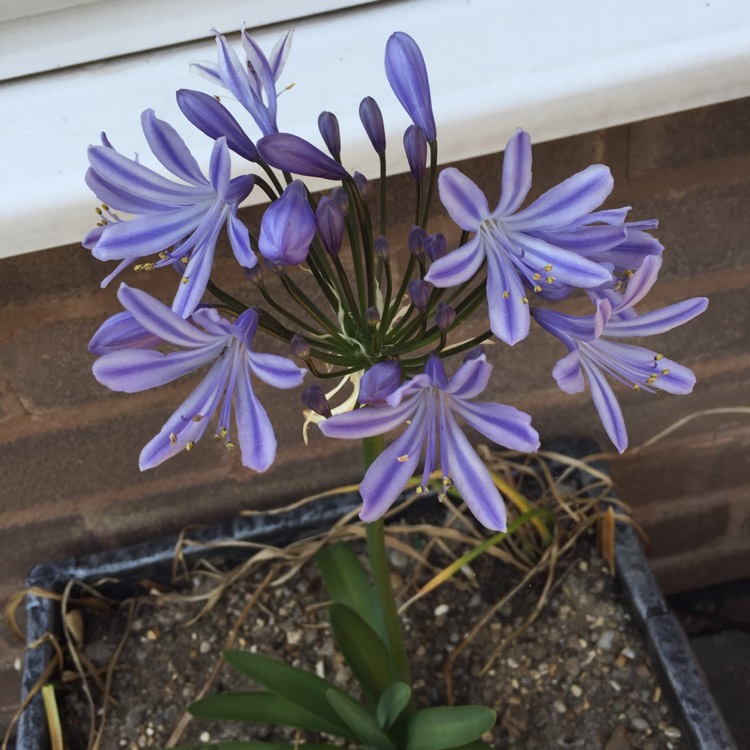 Plant image Agapanthus 'Sweet Surprise'