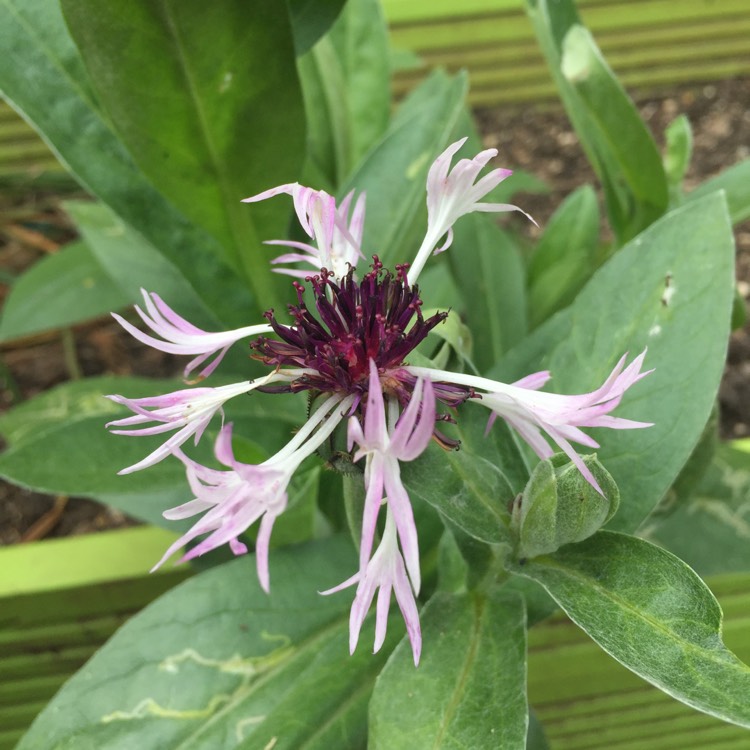 Plant image Centaurea 'Amethyst on Ice'