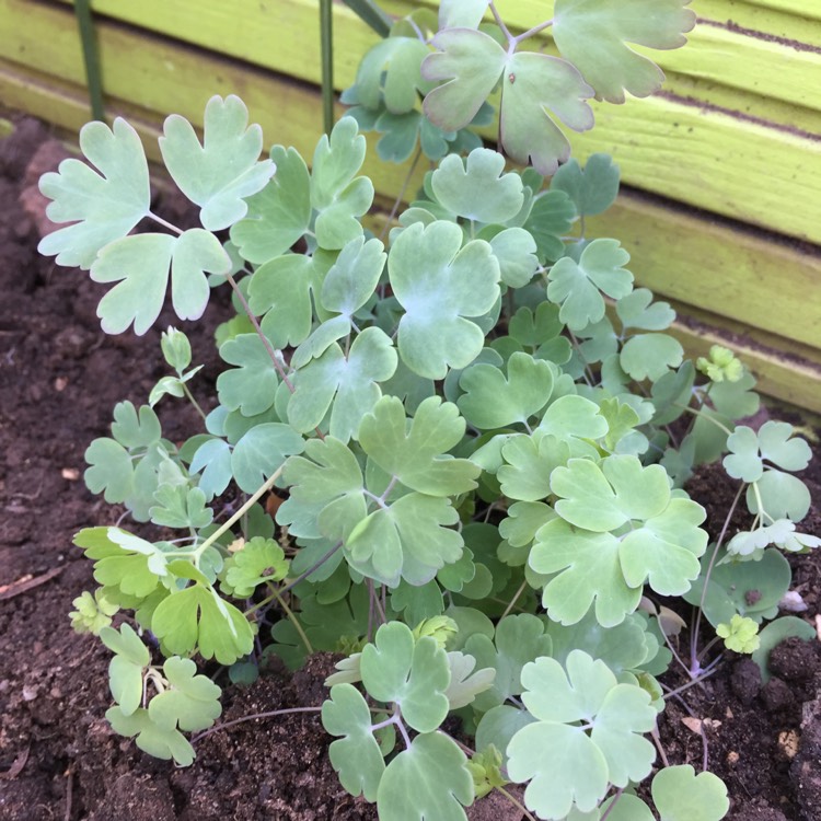 Plant image Aquilegia 'Mckana Hybrids' (Mix)