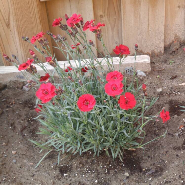 Plant image Dianthus 'Devon Xera 'Firestar'