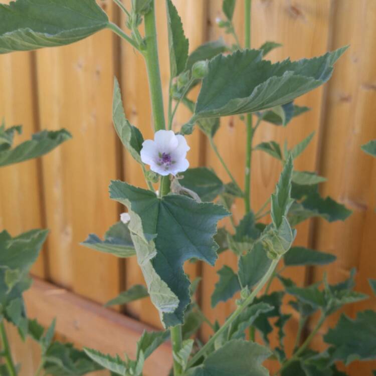 Plant image Althaea officinalis 'Romney Marsh'