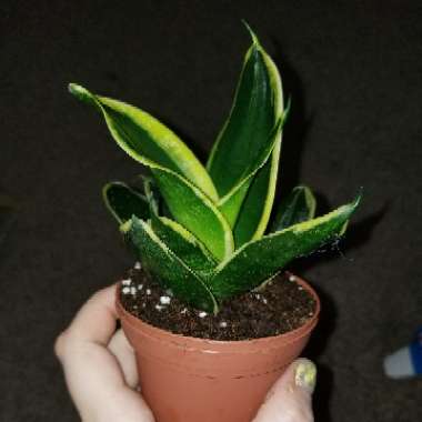 Sansevieria