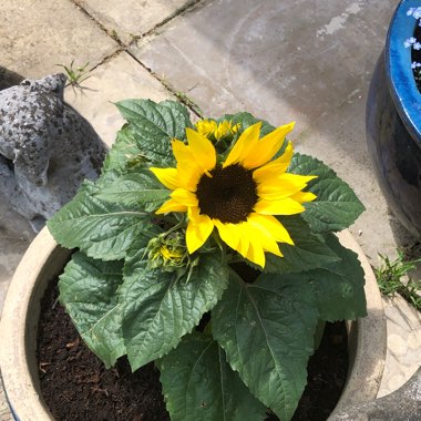 Sunflower 'Sunsation'