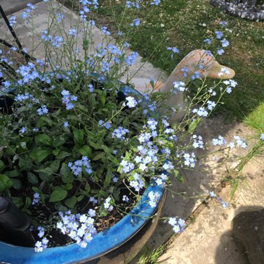 Common Forget-me-not