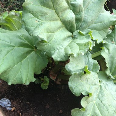 Rhubarb 'Red Champagne'