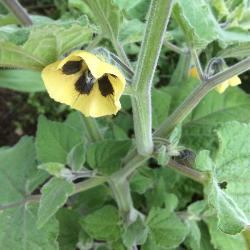 Physalis peruviana