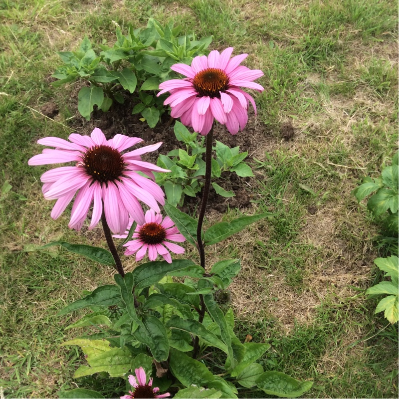 Plant image Echinacea purpurea 'Razzmatazz'