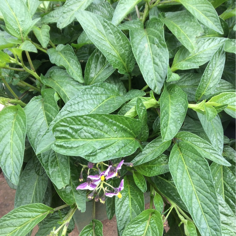 Plant image Solanum Muricatum