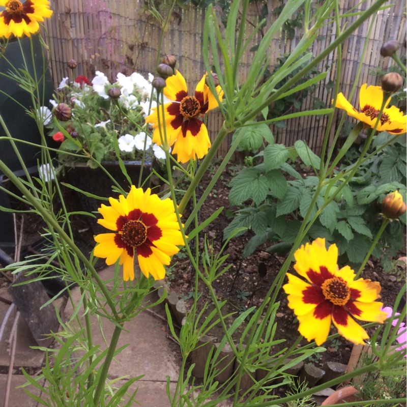 Plant image Coreopsis grandiflora 'Baby Sun'