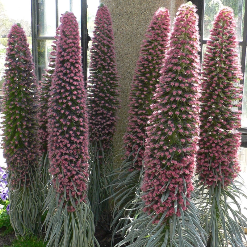 Plant image Echium wildpretii