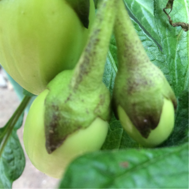 Plant image Solanum Muricatum