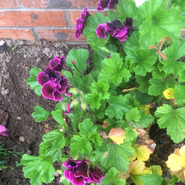 Plant image Pelargonium 'Royal Surprise'