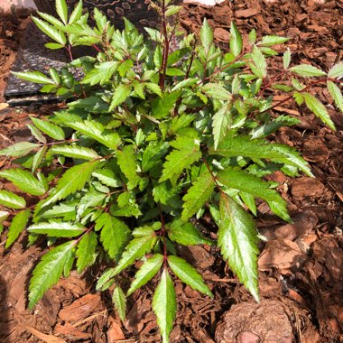 Chinese astilbe