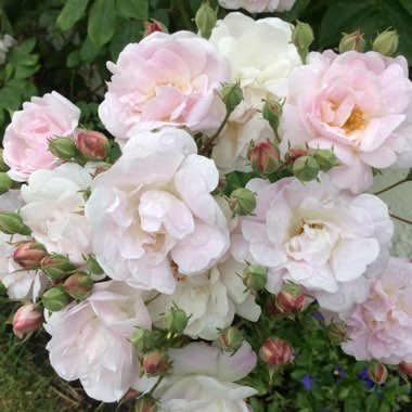 Rose 'Blush Noisette'