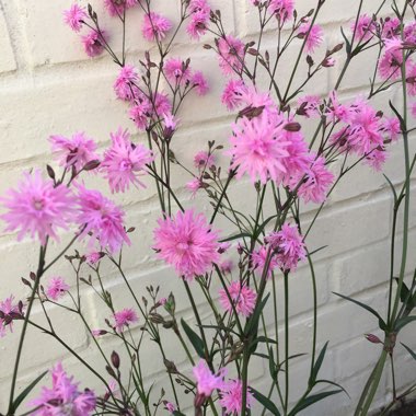 Ragged Robin 'Jenny'