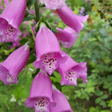 Foxglove 'Dalmatian White'