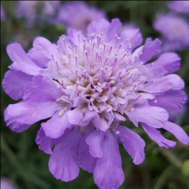 Scabious