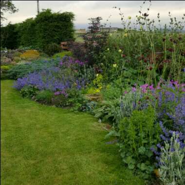 Mhairi's garden