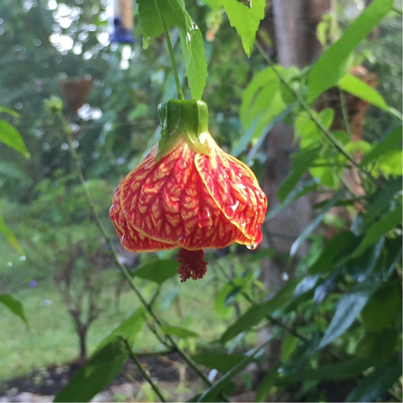 Plant image Abutilon 'Tiger Eye'