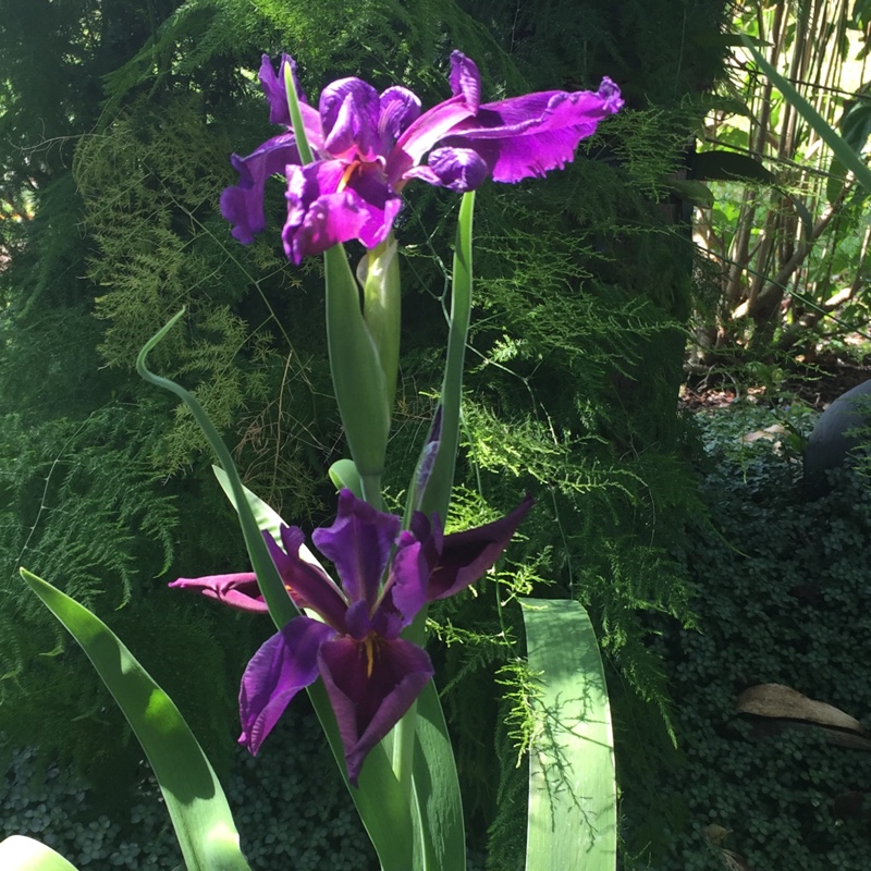 Plant image Iris 'Jack Attack'