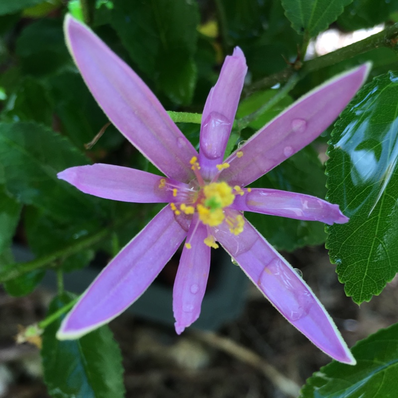 Plant image Grewia occidentalis